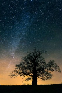Oak (Quercus) on the Roethelberg in front of a starry sky at night