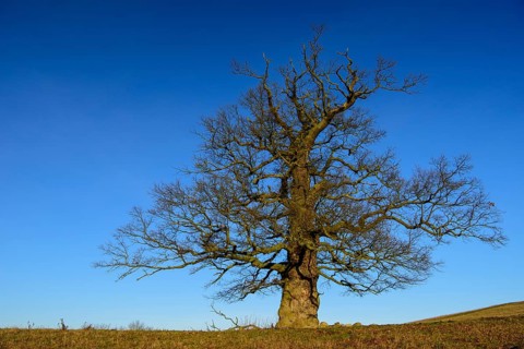 01_ (Quercus) on the Roethelberg