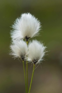 Hare's-tail cottongrass (Eriophorum vaginatum)