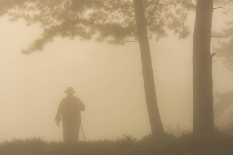 Silhouette of a shepherd under a pine tree in the fog in the heath at sunrise