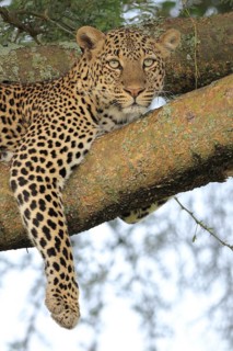 Leopard (Panthera pardus)