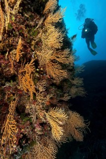Diver and yellow Mediterranean gorgonian (Eunicella cavolinii)