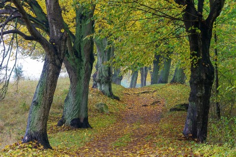 Alley with trees in autumn