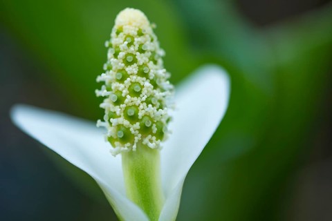 Flower of the (Calla palustris)
