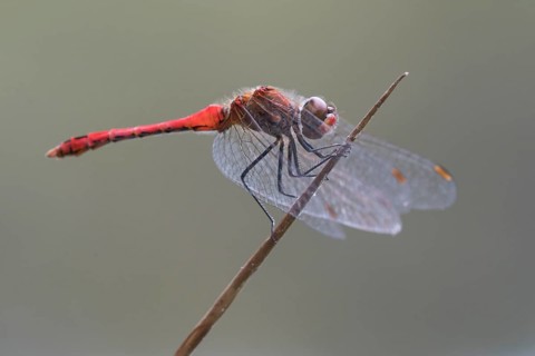Vagrant darter (Sympetrum vulgatum ) on a culm