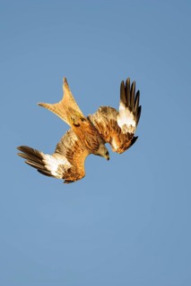 Flying (Milvus milvus) in front of a blue sky