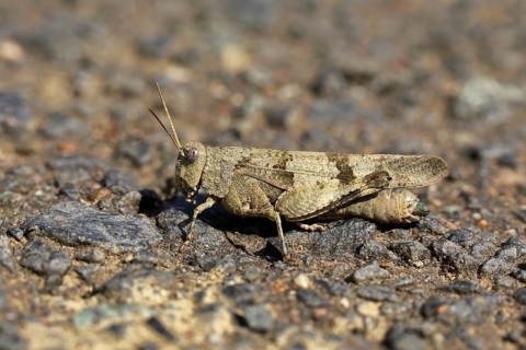 Blue-winged grasshopper (Oedipoda caerulescens) on a dirt road