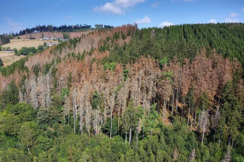 Forest dieback
