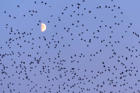 Flock of birds
