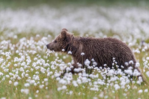 Brown bear (Ursus arctos ) in a bog