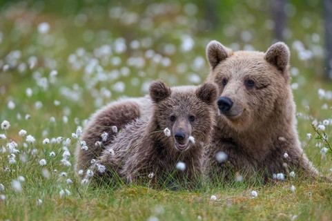 Female (Ursus arctos) with her offspring in a bog