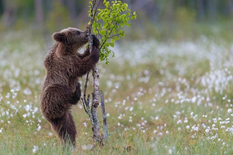 Young (Ursus arctos) playing upright standing in a bog