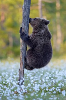 Brown bear (Ursus arctos) climbing a tree in a bog