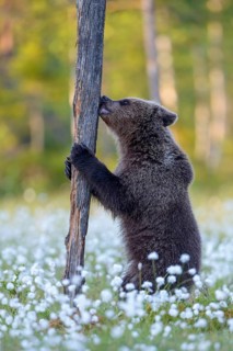 Brown bear (Ursus arctos) plays with a tree in a bog
