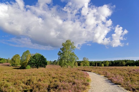 Heath landscape