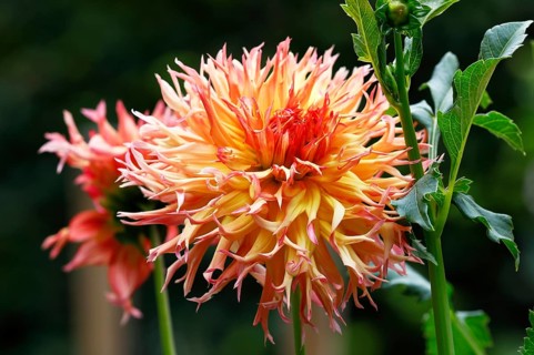 Deer antlers dahlia cultivar Koyo-kujaku (Dahlia cultivar Koyo-kujaku)