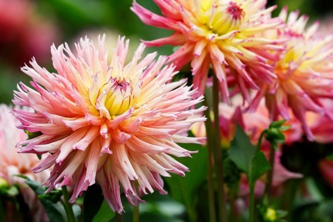 Deer antlers Dahlie variety Nenekazi (Dahlia cultivar Nenekazi)