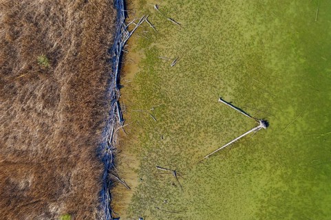 Reed belt and alluvial wood at Lake Ammer near Aidenried