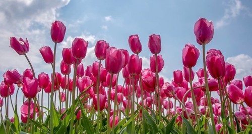 Tulips