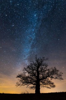 Oak (Quercus) on the Roethelberg in front of a starry sky at night