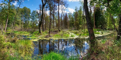 Swampland