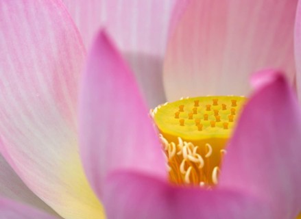 Pink Lotus flower (Nelumbo nucifera)