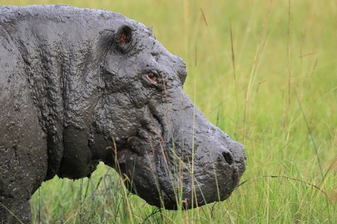 Hippo (Hippopotamus amphibius)