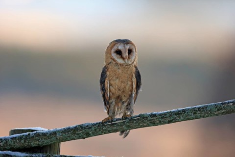 Common barn owl (Tyto alba)