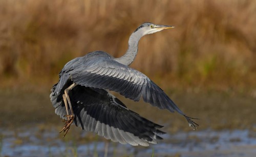 Grey heron (Ardea cinerea )
