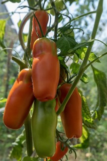 Ripe and green (Solanum lycopersicum) variety Damenfreude