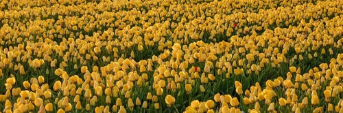 Tulip field at sunset