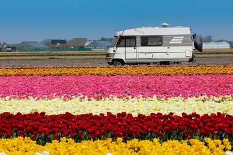 Motorhome in front of a tulip field in spring