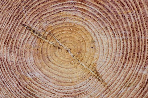 Annual rings of one (Pinus)