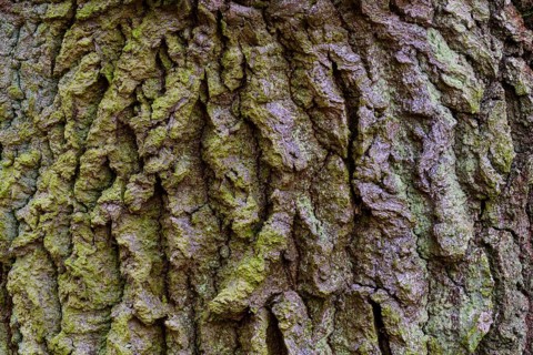 Structure of the bark of an oak (Quercus)