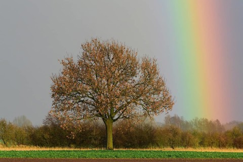 Oak (Quercus) with rainbow