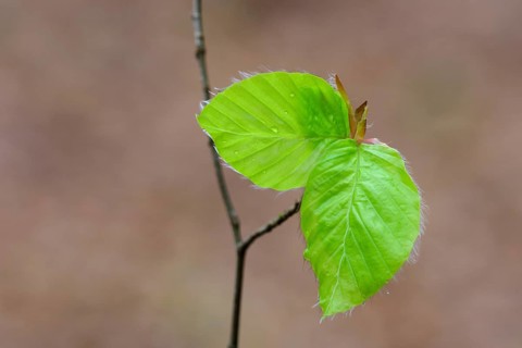 Leaf of a beech (Fagus sylvatica) sprouts from a bud