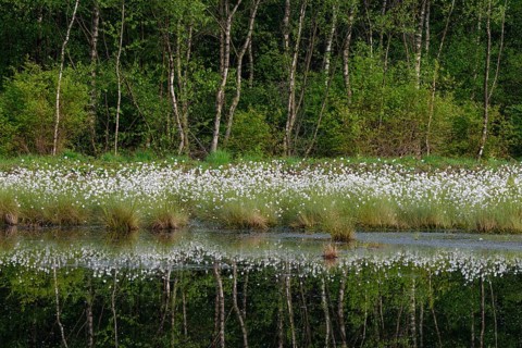 Fruchtendes (Eriophorum vaginatum) im Moor