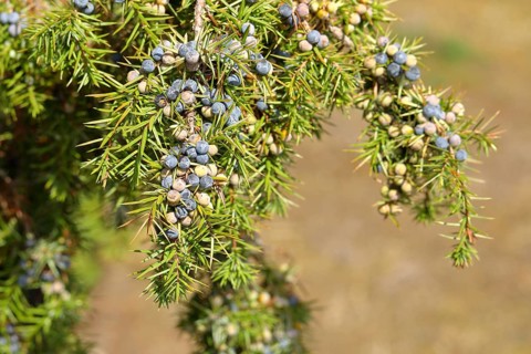 Common juniper (Juniperus communis ) Branch with ripe and unripe berries