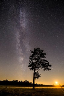 Starry sky with milky way over (Pinus) the Venner Moor