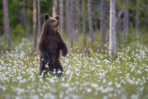Brown bear (Ursus arctos ) standing upright in a bog with fruiting cotton grass