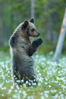 Brown bear (Ursus arctos ) standing upright in a bog with fruiting cotton grass
