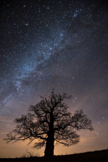 Oak (Quercus) on the Roethelberg in front of a starry sky at night