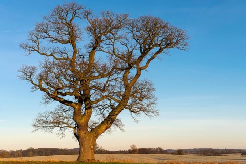 Kahle Oak (Quercus)