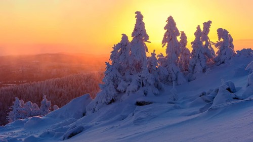 Snowy Spruces (Picea) on the winterly snowy chunk at sunset