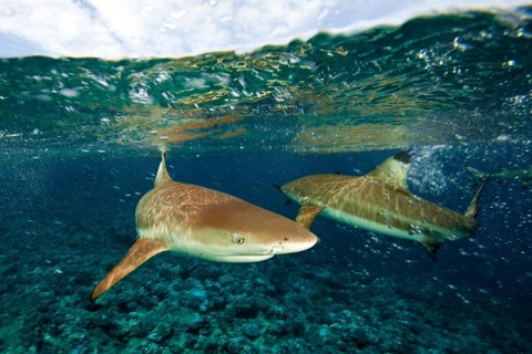 Blacktip reef sharks (Carcharhinus melanopterus) under the water surface