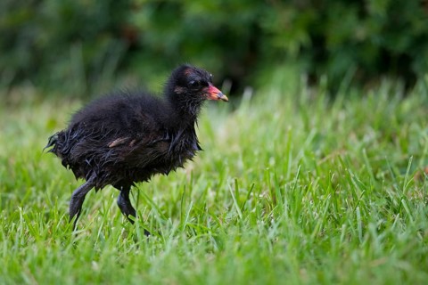 Common moorhen (Gallinula chloropus)