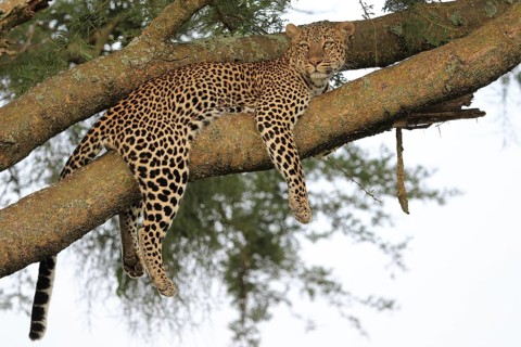Leopard (Panthera pardus)