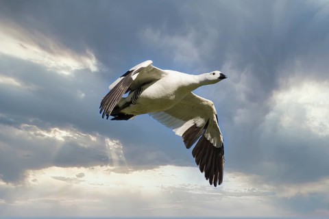 Male Upland Goose (Chloephaga picta) flying against the sky