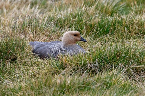 Upland Goose (Chloephaga picta) resting