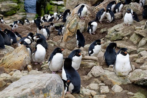 Southern Rockhopper penguins (Eudyptes chrysocome)